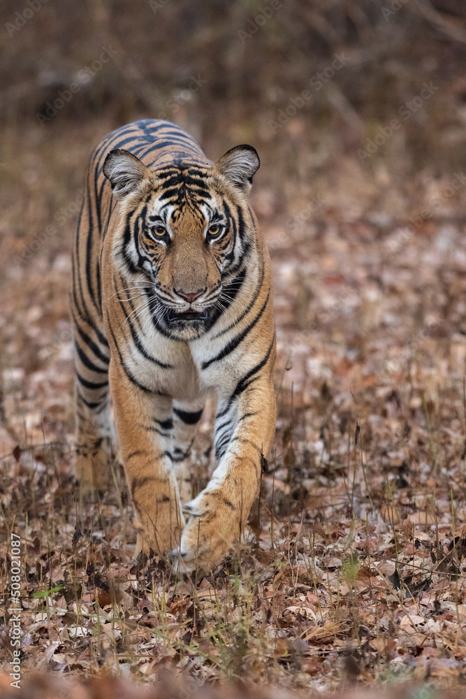 Royal Bengal Tiger Head On From Indian Forest
