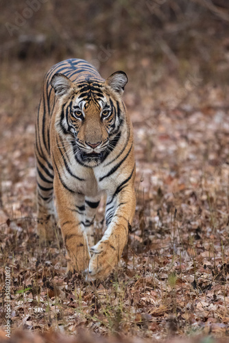 Royal Bengal Tiger Head On From Indian Forest