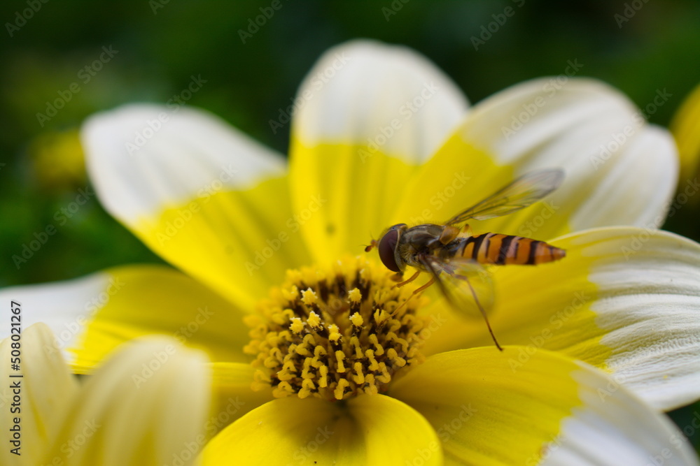 Wespenfliege sitzt auf einer gelben Blüte Wespenfliege sitzt auf einer gelben Blüte