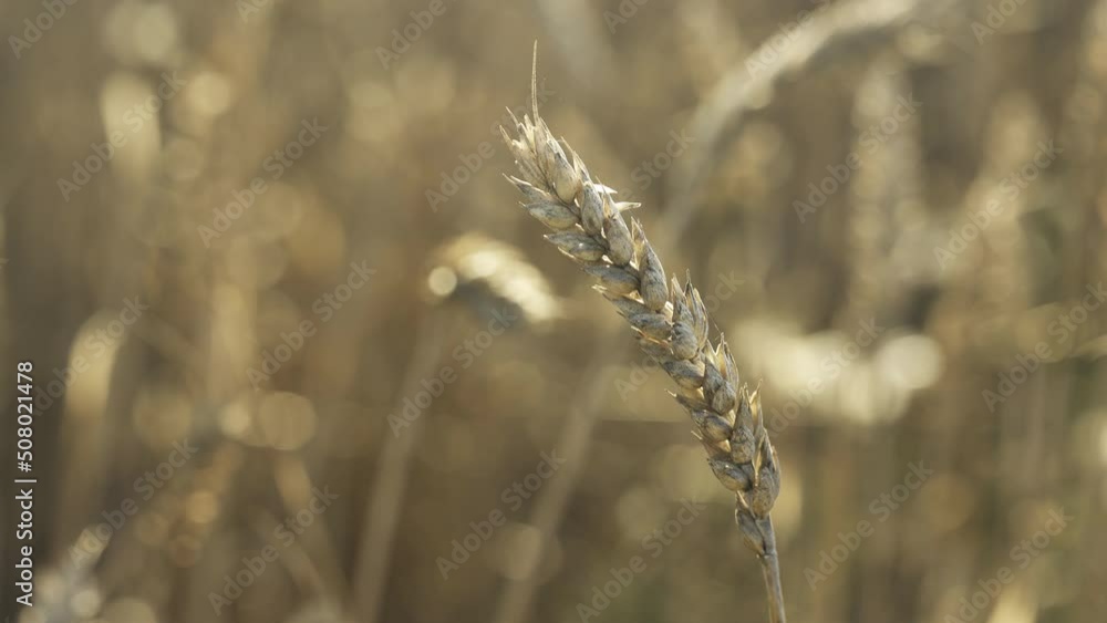 Golden Field of Winter Wheat Ready for Spring Harvest Golden Field of Winter Wheat Ready for Spring Harvest