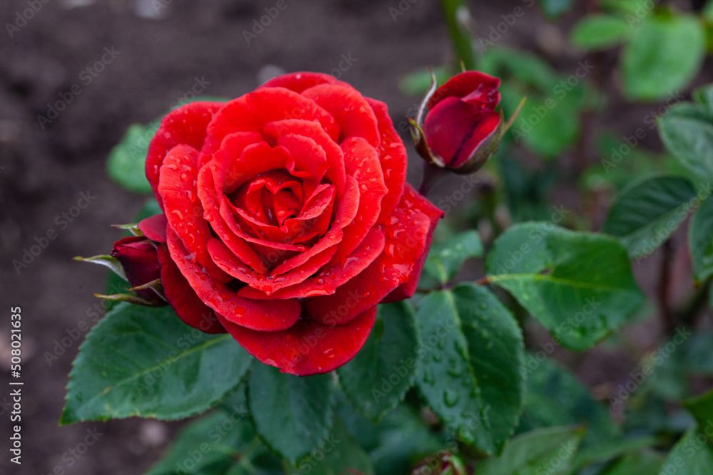 Red rose with leaves and water drops on the petals on a blurred background. Rose after rain in the garden Red rose with leaves and water drops on the petals on a blurred background. Rose after rain in the garden