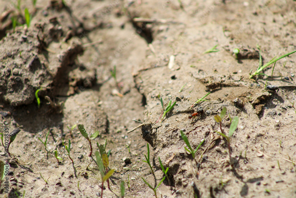 An ant runs between the grasses
An ant runs between the grasses