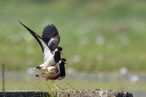 Red Wattled Lapwing Birds Mating photo