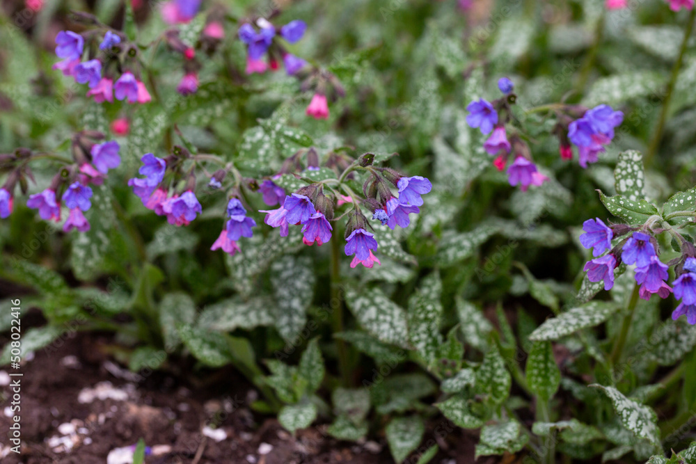 Blossom of bright Pulmonaria in spring. Lungwort. Flowers of different shades of violet in one inflorescence.