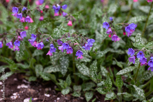 Blossom of bright Pulmonaria in spring. Lungwort. Flowers of different shades of violet in one inflorescence. © Anna