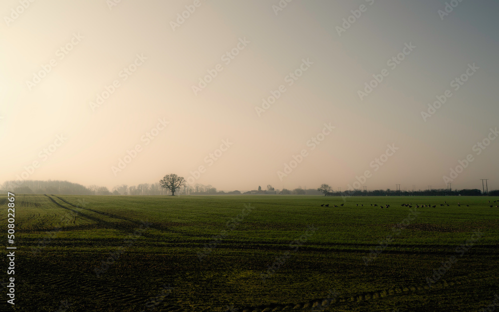 Sunrise over ploughed field with flock of geese feeding on a misty morning in Beverley, UK.