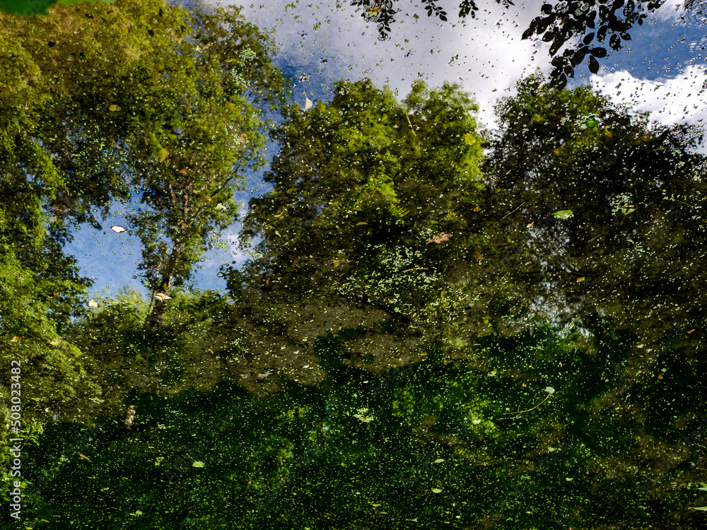 Tümpel im Wald Tümpel im Wald
