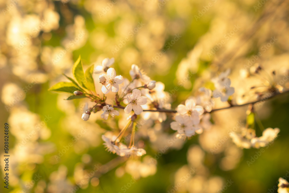 blurry background out of focus sun rays at sunset and cherry blossoms , space for text blurry background out of focus sun rays at sunset and cherry blossoms , space for text