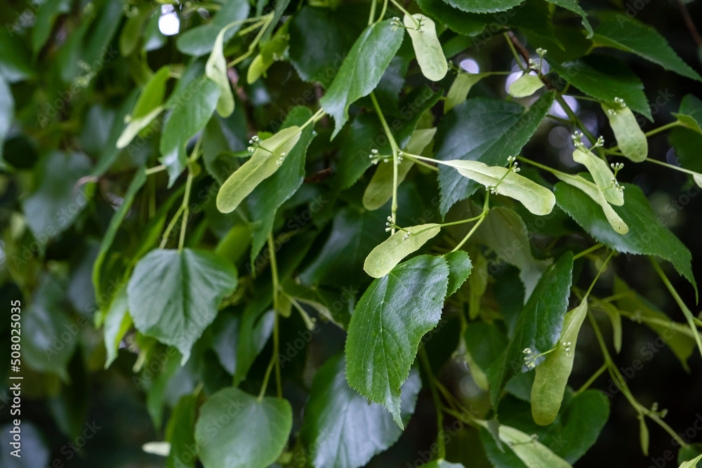 Small-leaved linden green springtime foliage and immature drupes Small-leaved linden green springtime foliage and immature drupes
