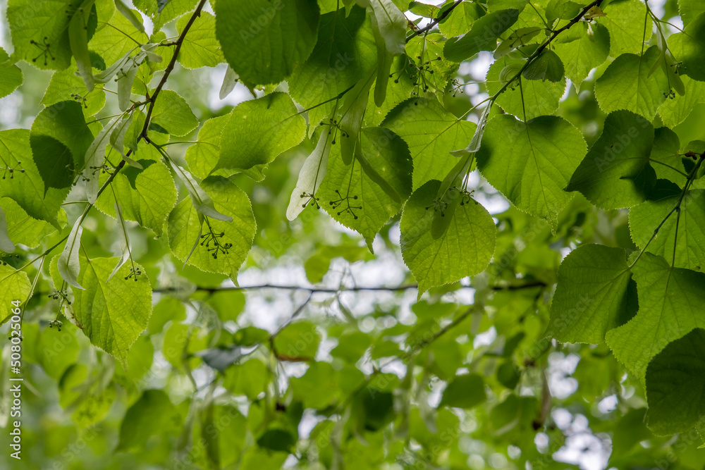 Small-leaved linden green springtime foliage and immature drupes Small-leaved linden green springtime foliage and immature drupes