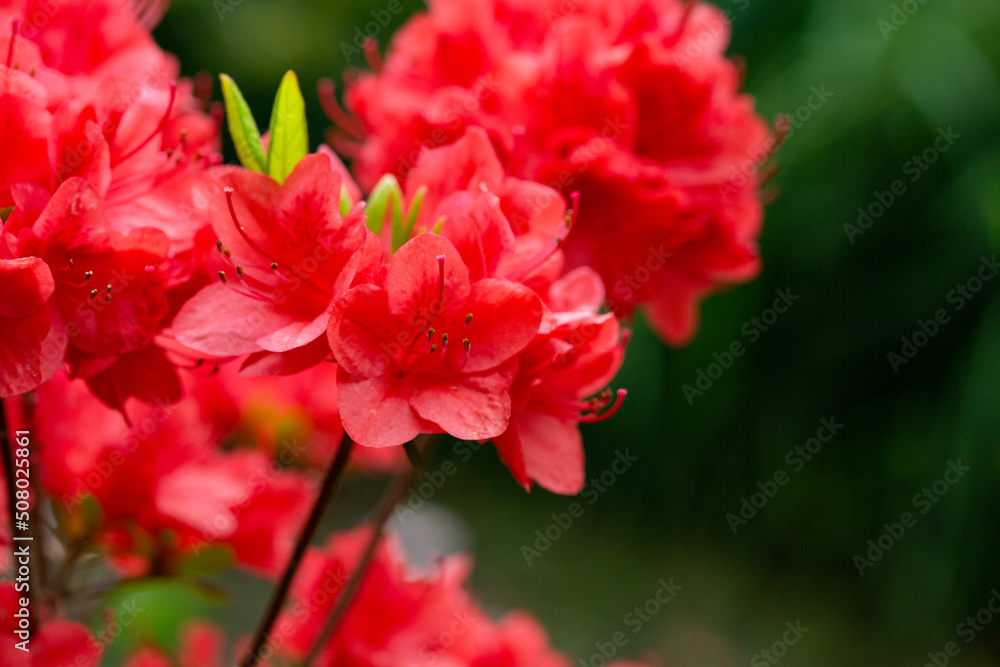 Beautiful red rhododendron flower in garden with magic bokeh. red Rhododendron flower on magic bokeh background.