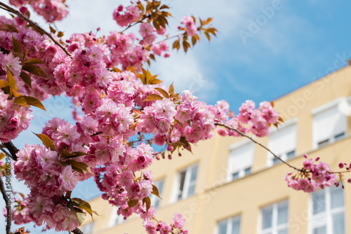 Fotobehang blooming pink flowers on branches of cherry tree against sky and building