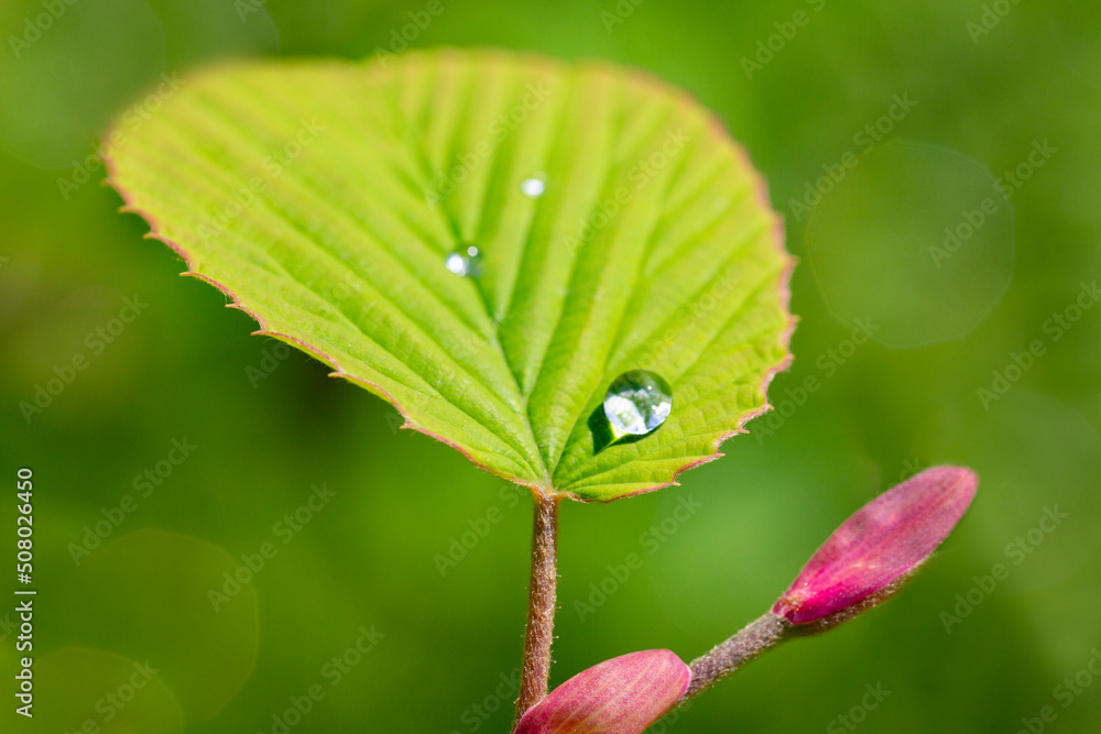 beautiful delicate clover leaf with a beautiful texture and dew drops after rain beautiful delicate clover leaf with a beautiful texture and dew drops after rain