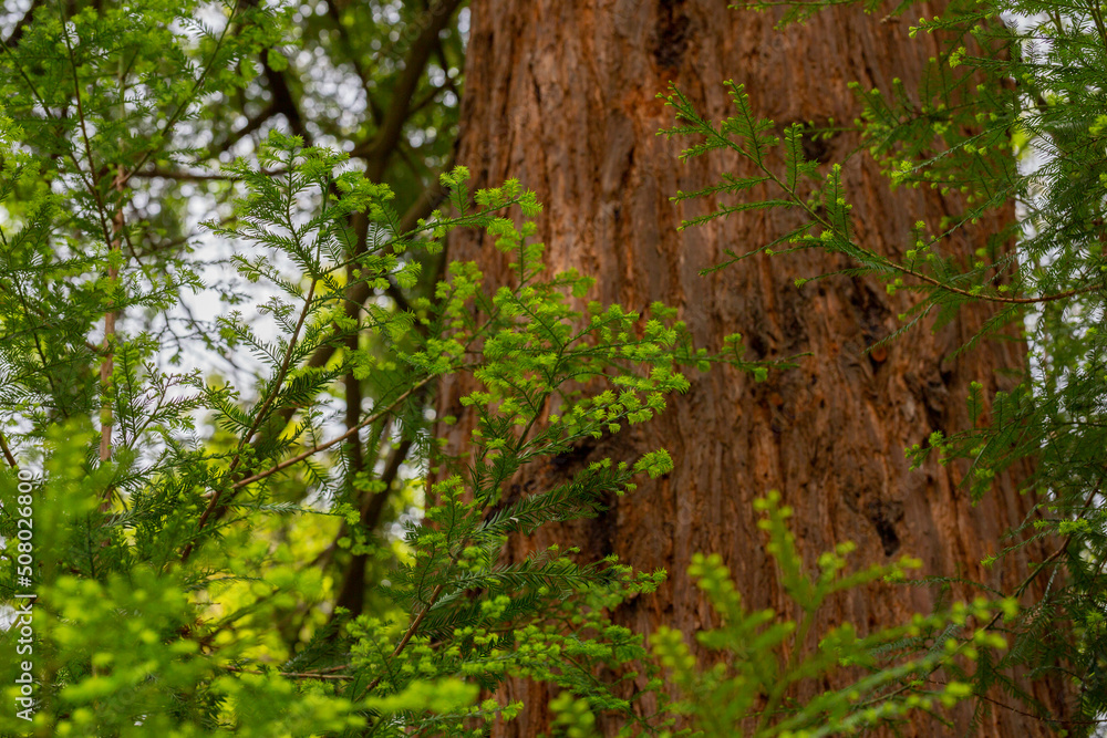 close-up of a sequoia branch in spring. Green coniferous background