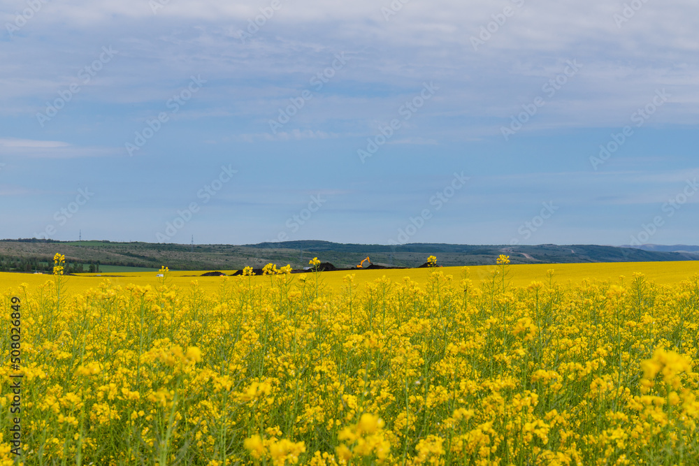 Blooming canola field. Rape on the field in summer. Bright Yellow rapeseed oil. Flowering rapeseed. with blue sky and clouds