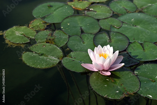 Water lily 