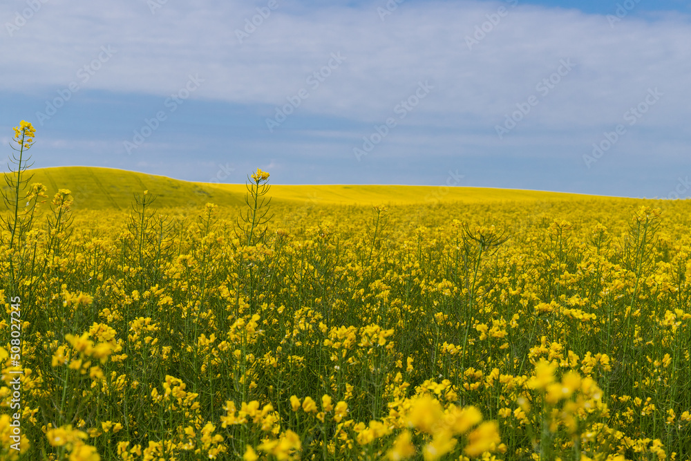 Blooming canola field. Rape on the field in summer. Bright Yellow rapeseed oil. Flowering rapeseed. with blue sky and clouds Blooming canola field. Rape on the field in summer. Bright Yellow rapeseed oil. Flowering rapeseed. with blue sky and clouds