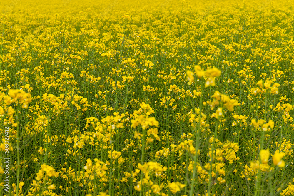 Detail of flowering rapeseed field. Rapeseed field. Agriculture, biotechnology, fuel, food industry, alternative energy, environmental conservation. Detail of flowering rapeseed field. Rapeseed field. Agriculture, biotechnology, fuel, food industry, alternative energy, environmental conservation.
