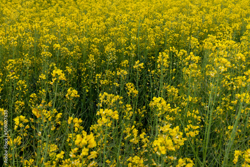 Detail of flowering rapeseed field. Rapeseed field. Agriculture, biotechnology, fuel, food industry, alternative energy, environmental conservation. © Olga