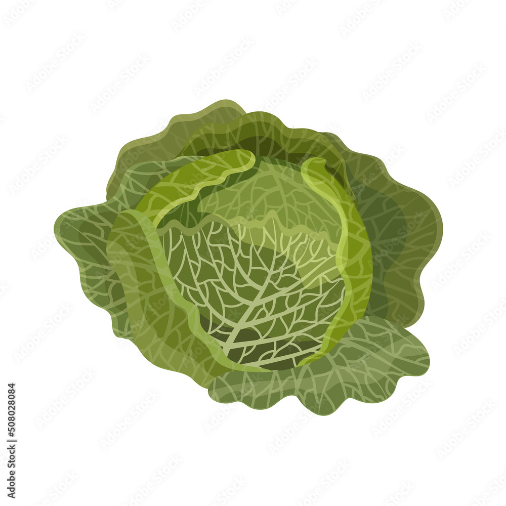 Fototapeta premium Savoy cabbage head, flat style vector illustration isolated on white background