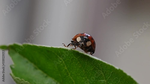 Harlequin ladybird expanding wings photo