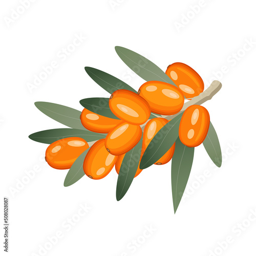 Sea buckthorn, berries on branch, vector illustration in flat style on white background