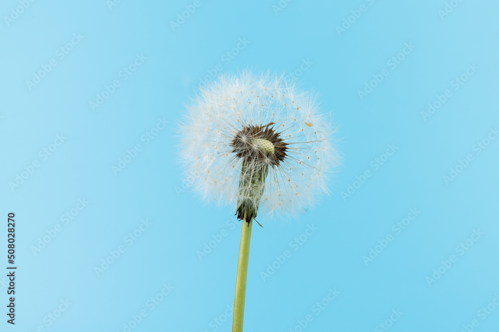 Macro dandelion blowing away, blue sky background. Freedom to Wish. Seed macro closeup. Goodbye Summer. Hope and dreaming concept. Fragility. Springtime. soft focus. Macro nature. abstract background Macro dandelion blowing away, blue sky background. Freedom to Wish. Seed macro closeup. Goodbye Summer. Hope and dreaming concept. Fragility. Springtime. soft focus. Macro nature. abstract background