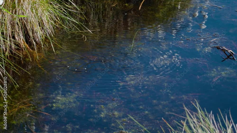 Whirligig Beetles on a small moorland tarn Whirligig Beetles on a small moorland tarn