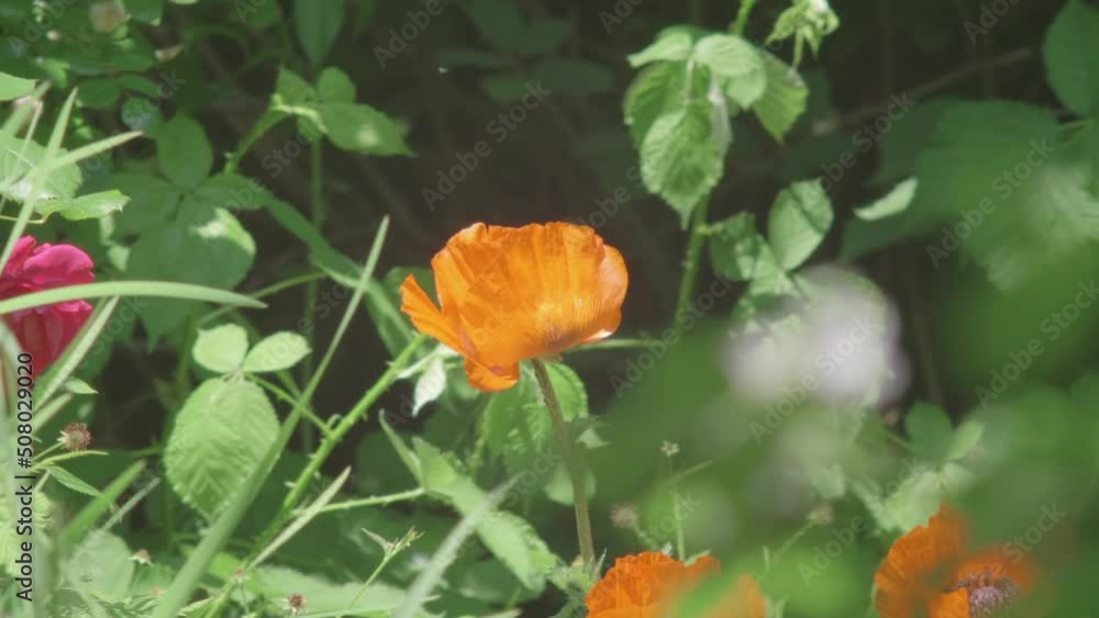 Push Out To Reveal Orange Poppy Moving In The Wind Surrounded By Wild Vegetation Push Out To Reveal Orange Poppy Moving In The Wind Surrounded By Wild Vegetation