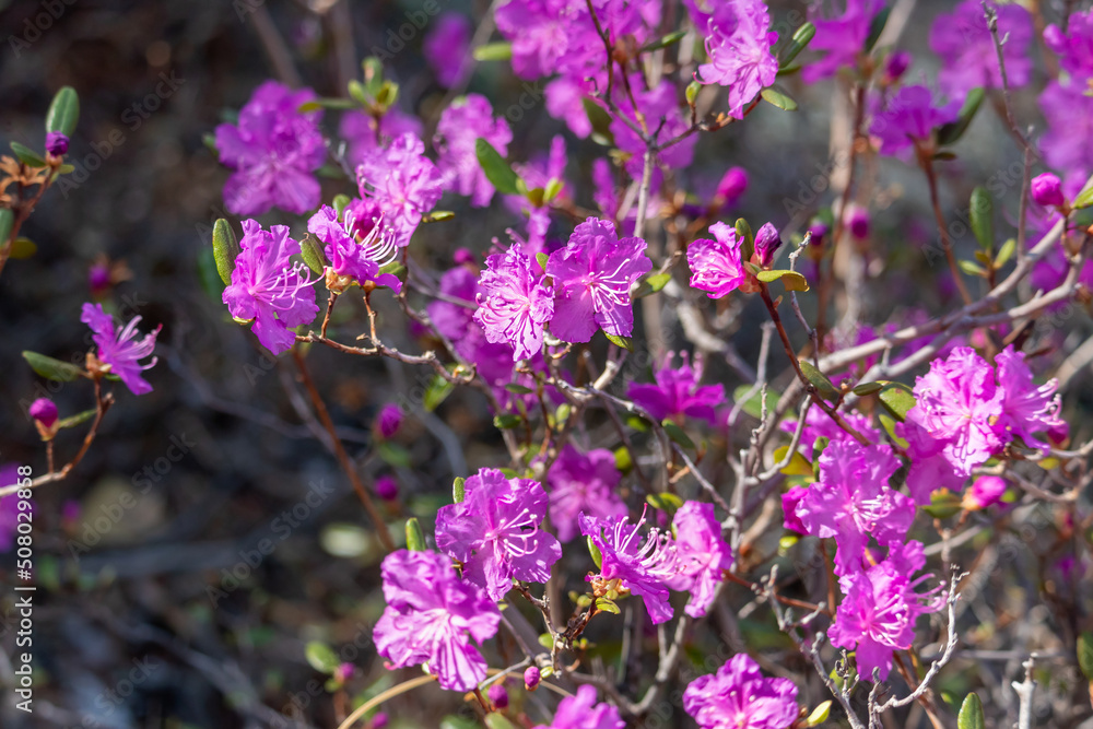 Fototapeta premium Abundant flowering of pink purple delicate flowers of the bush Rhododendron ledebourii