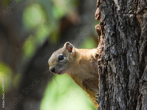 Squirrel has a quick peek from behind a tree trunk