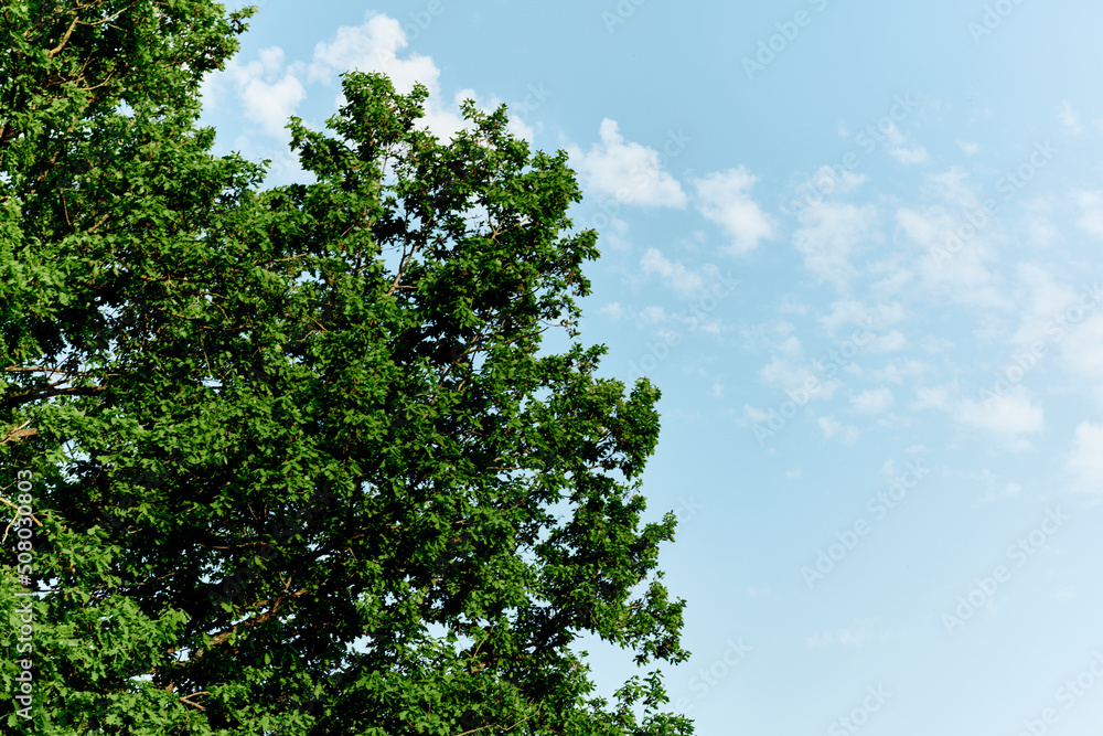 Spring blooms of nature, green young leaves of a tree against a blue sunny sky Spring blooms of nature, green young leaves of a tree against a blue sunny sky