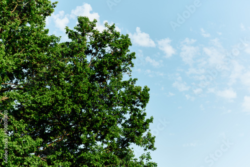 Spring blooms of nature, green young leaves of a tree against a blue sunny sky