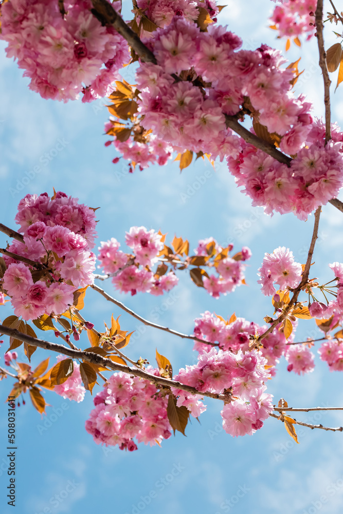 Obraz premium bottom view of blooming and pink cherry tree against blue sky.