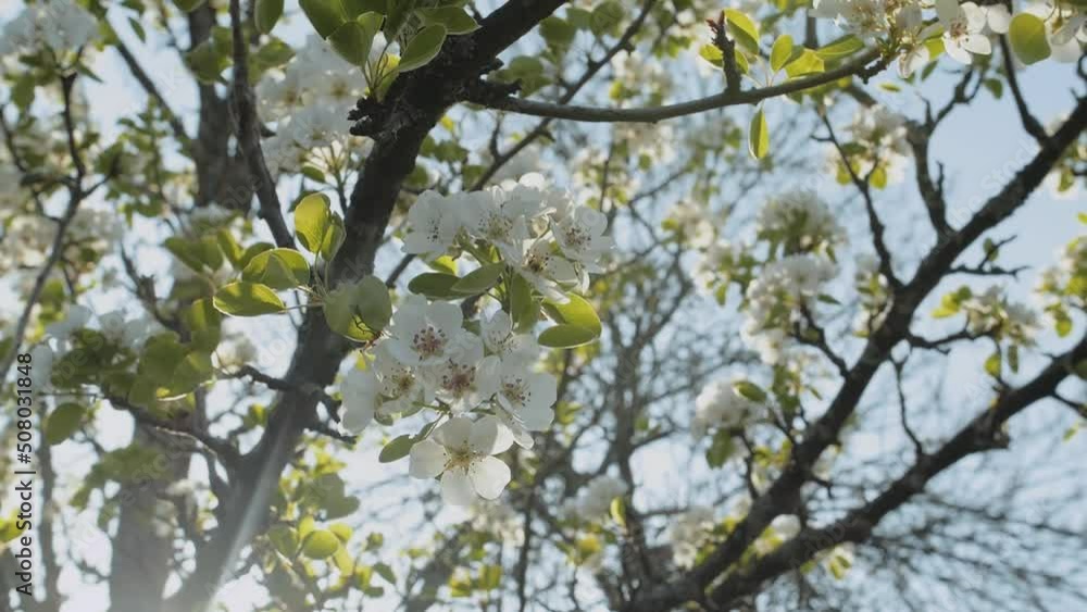 Spring apple flowers on apple branch trees blossom in the garden super slow motion. Apple blossom flower. Beautiful white flowers. Spring apple flowers on apple branch trees blossom in the garden super slow motion. Apple blossom flower. Beautiful white flowers.