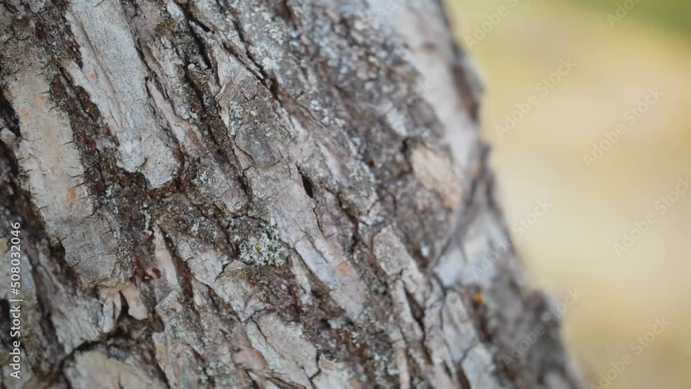 Texture of tree trunk in the forest. Close up of texture of an old oak tree bark super slow motion. Texture of tree trunk in the forest. Close up of texture of an old oak tree bark super slow motion.