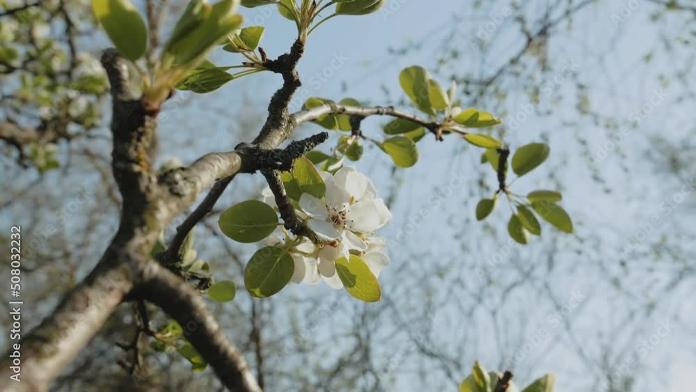 Spring apple flowers on apple branch trees blossom in the garden super slow motion. Close-up apple blossom flower. Beautiful white flowers. Spring apple flowers on apple branch trees blossom in the garden super slow motion. Close-up apple blossom flower. Beautiful white flowers.