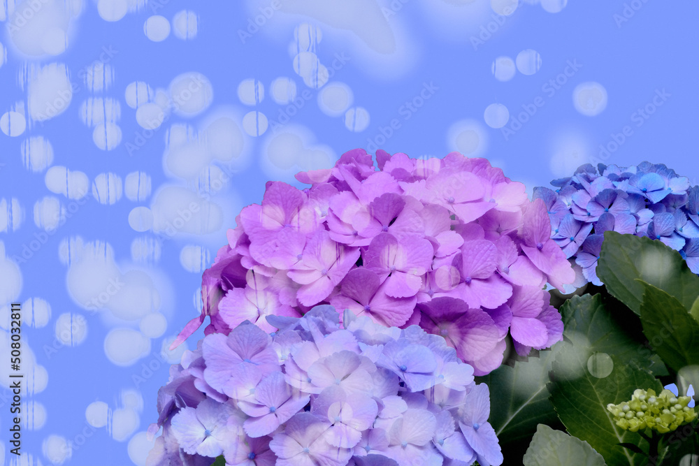 アジサイの花 梅雨 初夏イメージ アジサイの花 梅雨 初夏イメージ