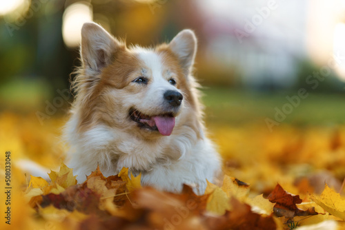 Welsh Corgi Pembroke dog in autumn scenery among beautiful leaves © Piotr