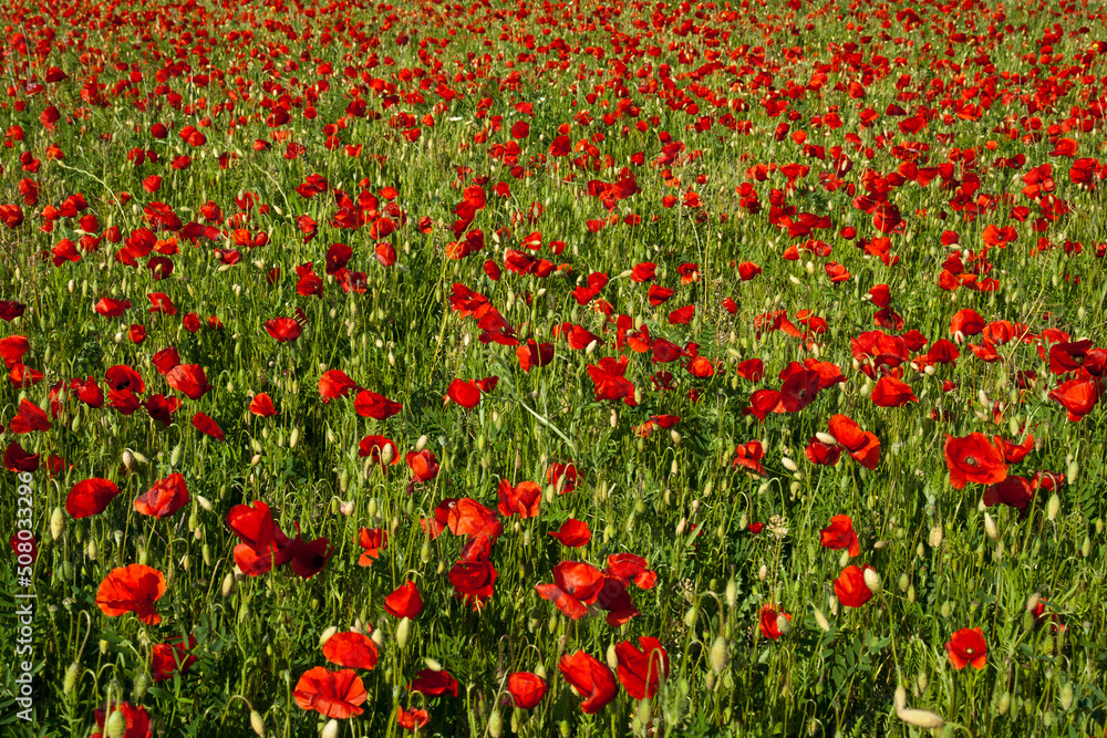 Poppy Field 1 - Provence