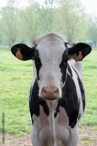 Portrait of a black and white cow outdoors © lucia2311