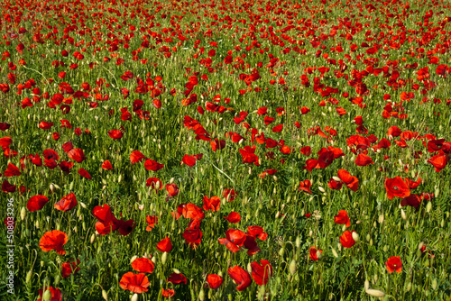 Poppy Field 1 - Provence