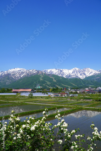 初夏の白馬村 北アルプスと田園風景