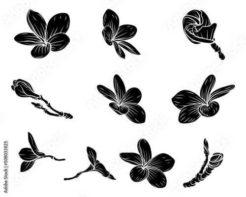 Plumeria Frangipani Bali Fl...