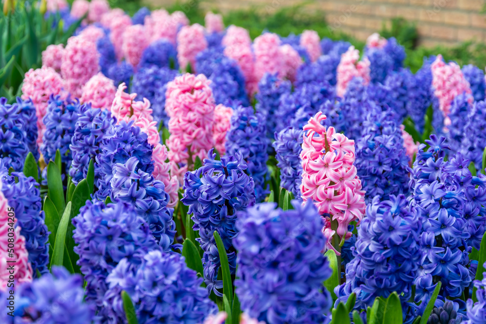 Field of beautiful pink, violet hyacinthus flower in bloom. Spring plant in form of circle, placed in fresh green grass. Field of beautiful pink, violet hyacinthus flower in bloom. Spring plant in form of circle, placed in fresh green grass.