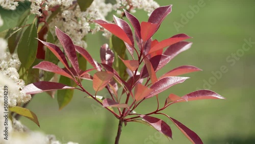 Close-up of fresh red photinia leaves in sunlight. Bees fly over photinia flowers. bokeh natural background