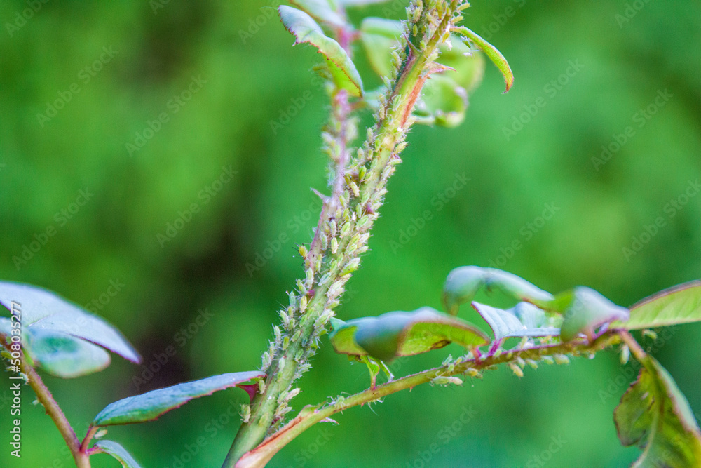 A lot of aphids sit on the stem of the rose and suck the juices out. Diseases and problems of roses. A lot of aphids sit on the stem of the rose and suck the juices out. Diseases and problems of roses.