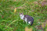 Frightened cat hides in the grass. homeless tabby cat, lost pet