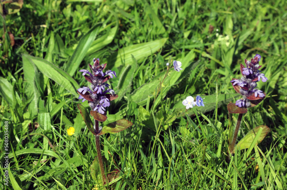 Fototapeta premium Sunlit Bugle flowers, Derbyshire England