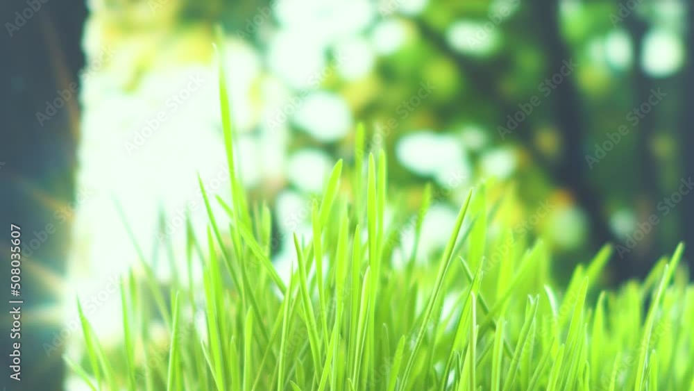 Calm light nature themed background with closeup of fresh green grass and blurred foliage with bright sun in the background. Template on the theme of nature protection and ecology Calm light nature themed background with closeup of fresh green grass and blurred foliage with bright sun in the background. Template on the theme of nature protection and ecology
